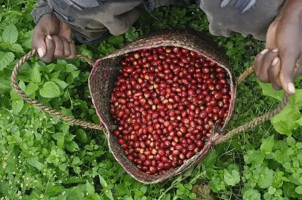A large bag of freshly picked specialty coffee cherries in Ethiopia