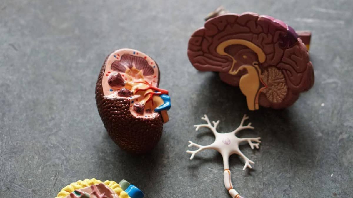 Brain, kidney and neuron.