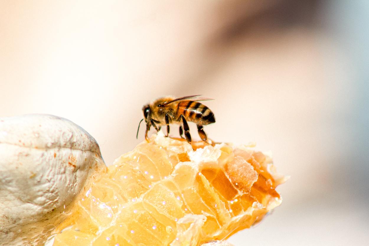 honey bee on top of a honey comb