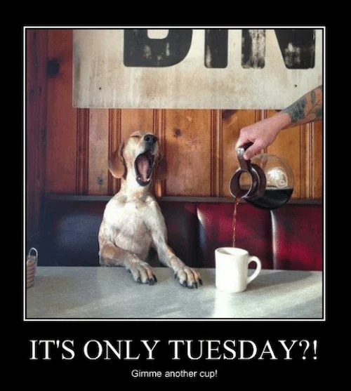 Only tuesday coffee meme