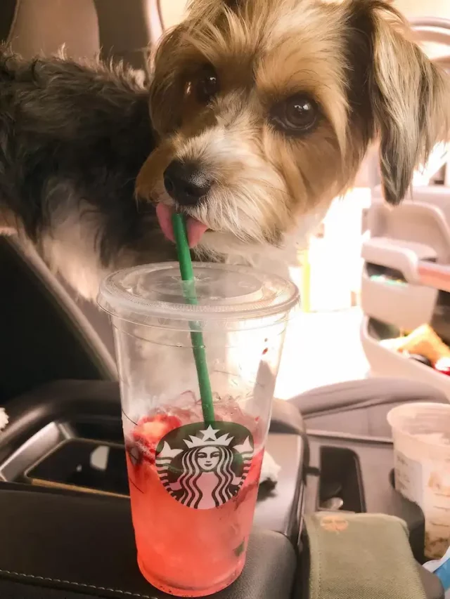 Dog drinking strawberry acai refresher