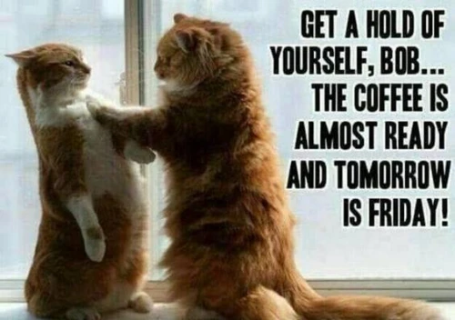 thursday meme with two cats