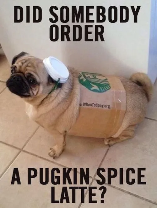Dog dressed up as a starbucks pumpkin spice latte