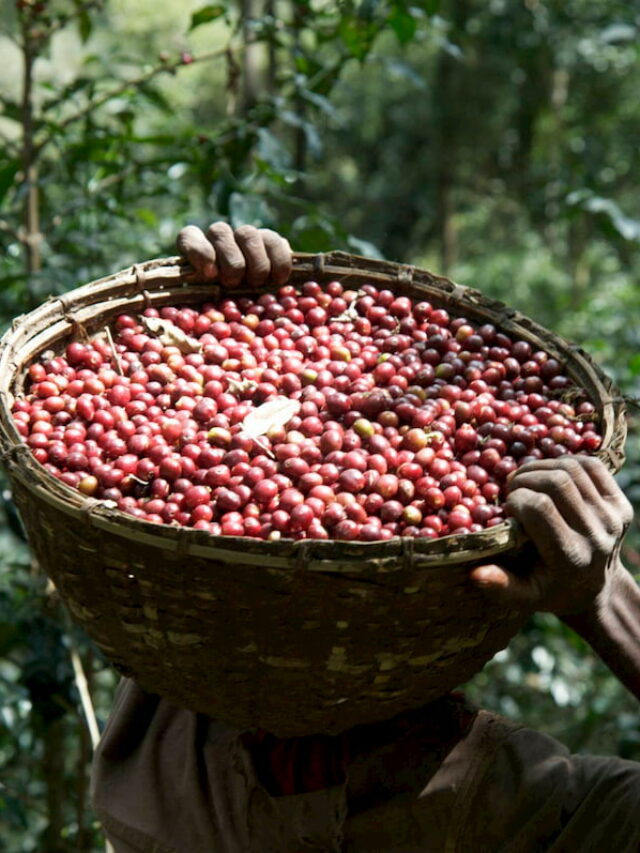 where does volcanic coffee come from