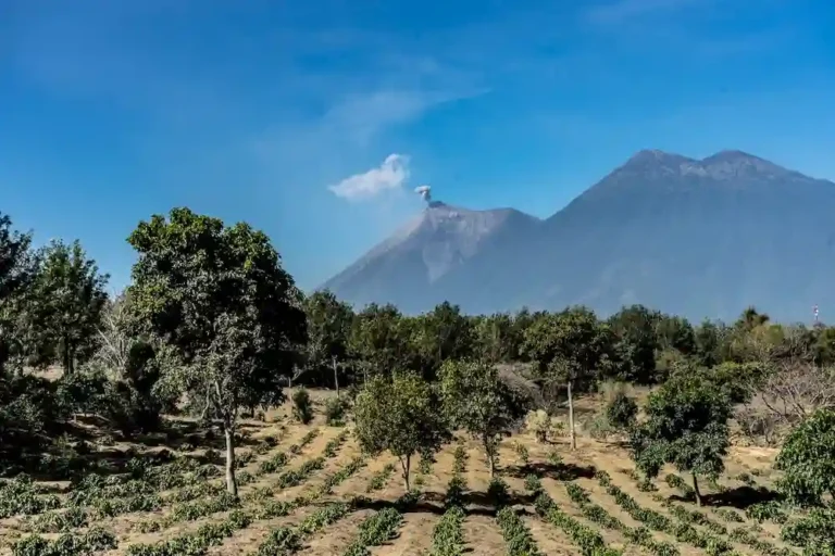 what is volcanic coffee Guatemala coffee farm